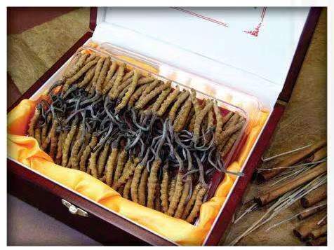 侯马冬虫夏草回收